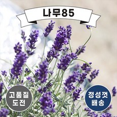잉글리쉬라벤더 10cm 포트