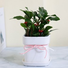 천냥금 자금우 공기정화식물 빨간열매 돈나무 천량금 거실화초, 모종+블럭화분분갈이완료+받침대