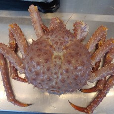 러시아산 살아있는 활 킹크랩 2kg~4.4kg 레드 블루 브라운, 활 브라운 킹크랩 1마리 2.5kg~3kg, 1개