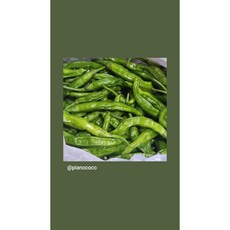 샛별농장 꽈리꼬추 1박스 1kg