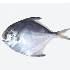 동해참치1마리