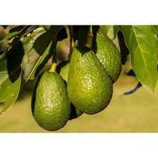 생과 프리미엄 페루산 생아보카도 대과, 아보카도 대과 10과(2.2kg내외 개당 220g내외), 10개
