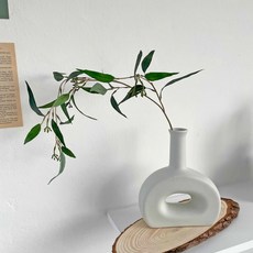 유칼립투스씨앗