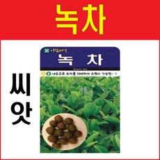 녹차씨앗 10립 허브씨앗 녹차나무씨앗 나무씨앗