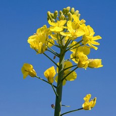 추천8제주도유채꽃