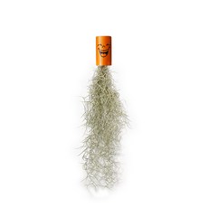 세남자바스켓 희노애락 감정 틸란드시아, 신나라_수염탈란드시아