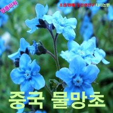 개망초생화