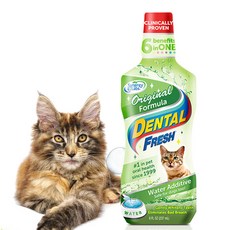 시너지랩 Cat 덴탈 후레쉬 오리지널 237ml x 2개 물에 섞는 치약