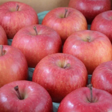 가성비갑 노마진 고당도 부사 사과