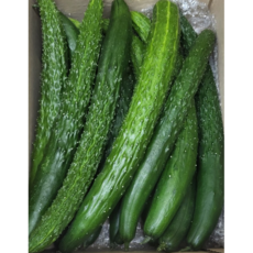 아삭아삭 신선한 가시오이 못난이 / 오이 가시오이10kg 못난이오이 오이10kg 못난이오이10kg 가시오이오이, 1박스, 못난이 (상) 5kg
