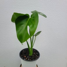 몬스테라델리시오사