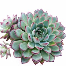 bb3194706ad20ac1c1534b68f1ac7d2e6e2a5bf9b5b8c05a275e1e8c0338.jpg