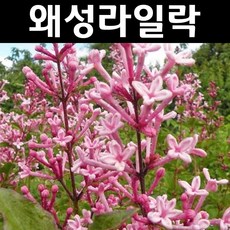 사계라일락