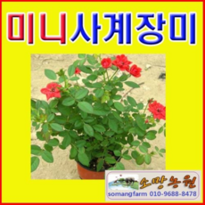 미니사계장미