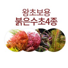 왕초보용 붉은수초 4종세트 4종 14촉 추천수초세트