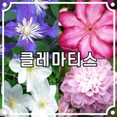 클레마티스 1년생 38종 / 충북농원, 7.이토일나크로, 1개