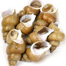 대흥수산 동해안 생물 백고동(대)1kg(10~15미내외), 1개