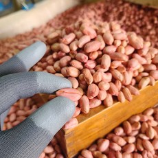 국산 생 땅콩 500g ~ 5kg 남지땅콩 국산땅콩 햇땅콩 깐땅콩 간단한 맥주안주 집에서 술안주 집에서맥주안주, 2kg, 1개