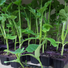 애플수박모종 1주 5주 [청주명품모종백화점], 5개