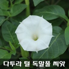 천사나팔꽃