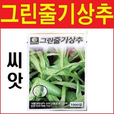 그린줄기상추씨앗 1000알 줄기상추 궁채씨앗 뚱채씨앗