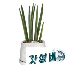  스투키 50cm / 공기정화 화분 선물 인테리어 플랜트 플 화초 원목 나무스 