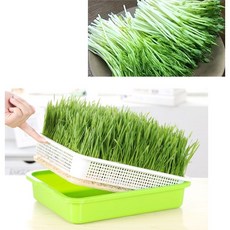 방에서키우는식물