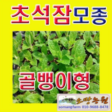 오늘식물