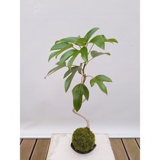71f044a79c5a41d01810f15e033ebb29ee40ef21021701349952918d6f36.jpg