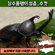 왕사슴벌레유충