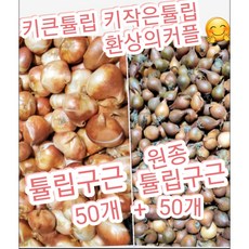  튤립구근+원종튤립구근 혼합 100개묶음/특가 수량한정~ 