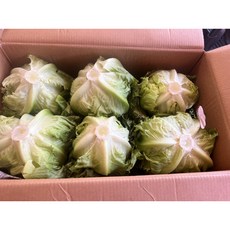 [프래시그린] 국내산 상추 12개 8kg 이하 1박스