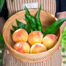 고당도 프리미엄 황도복숭아 3kg 당일수확, 특품 (13~15과), 1개