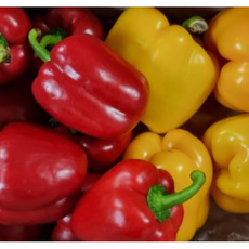 국내산 파프리카 피망 못난이 빨간 노랑 1kg 2kg 피망 파프리카 못난이파프피카 피망채소 파프리카채 비타민채소 야채, 1개