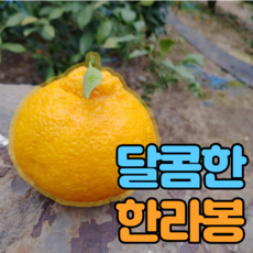 [산지직송특가] 국민농수산 제주 한라봉 산지직송 새콤달콤 고당도 명절 설날 선물세트 3kg 5kg 10kg, 4.5kg 대과