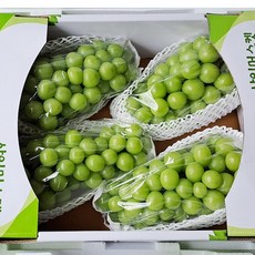 샤인머스켓4kg
