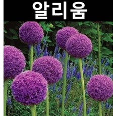 알리움(글래디에이터) 구근 3개/꽃숙근/조경용