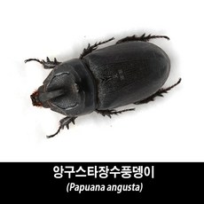 앙구스타장수풍뎅이표본-Papuana angusta, 수컷 20~24mm, 1개