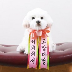 졸업전시회미니화환