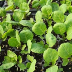 방울다다기양배추다이어트