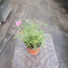 [공룡꽃식물원]찔레꽃 색상랜덤 29