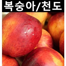 천도복숭아(천홍) 접목1년(뿌리) 1개/나무 묘목/과실수/유실수