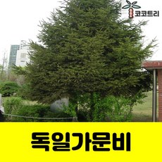 [코코트리] 독일가문비 H120cm 묘목