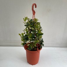 초설마삭