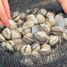 농가살리기 벌교직송 당일채취 벌교 새꼬막, 1박스, 중사이즈 1kg (90미 내외)