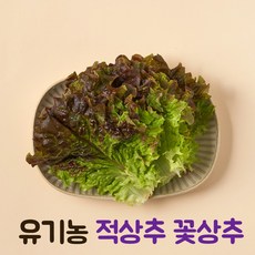 꽃상추1kg