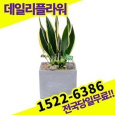 산세베리아승진화분공기미세 TOP01