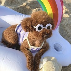 [6color] 바닷가 핵인싸 내새꾸 해바라기 반려견 강아지 고양이 선글라스, 레드, 1개