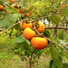 착한가격 나무생각 / 감나무 / 둥시 / R3 / 결실주, 1개 - 먹감나무