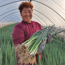 GAP 국내산 국산 대파 3kg 5kg 진도대파 음성 청주 진천, 1개